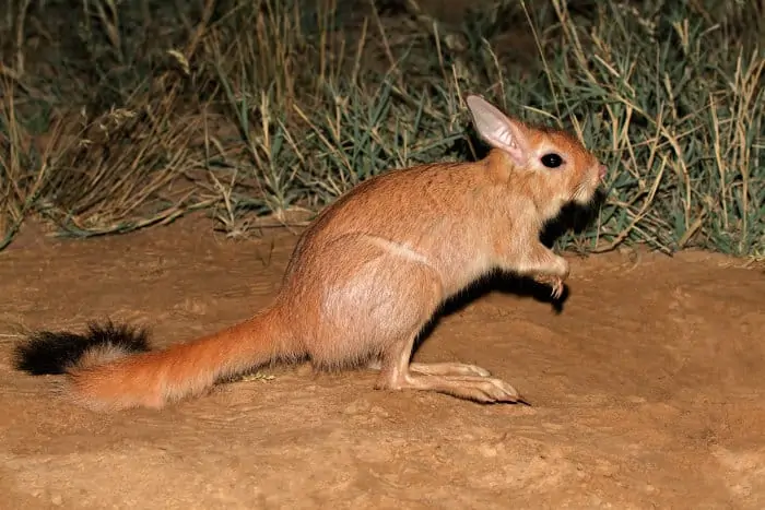 A nocturnal South African springhare photographed in its natural habitat