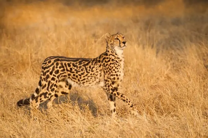 Female king cheetah in golden light, South Africa