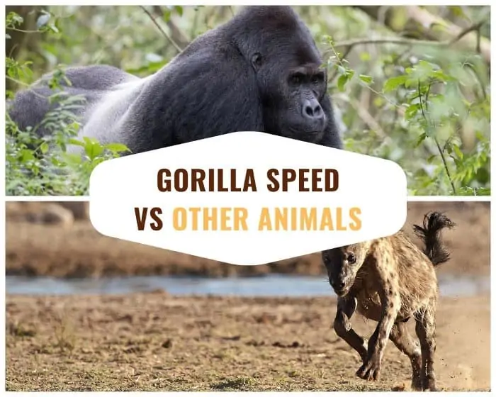 Gorilla speed compared to other African animals
