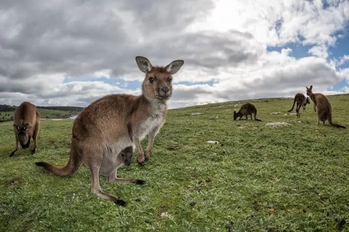 Curious kangaroos on Kangaroo Island, South Australia