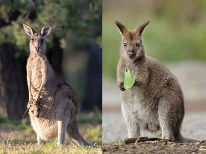 The only real difference between a kangaroo and a wallaby is size (a kangaroo is larger)