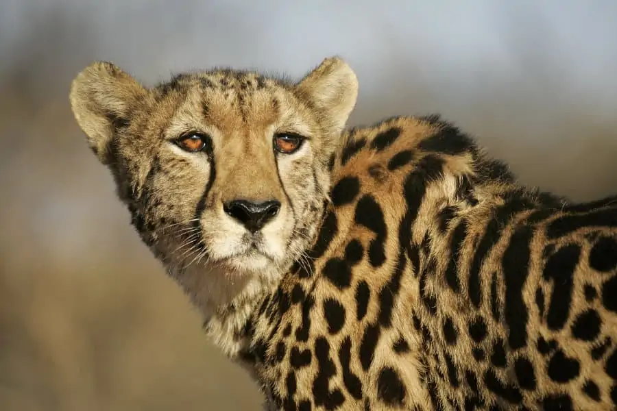 Close-up portrait of a rare female king cheetah, Kruger, South Africa