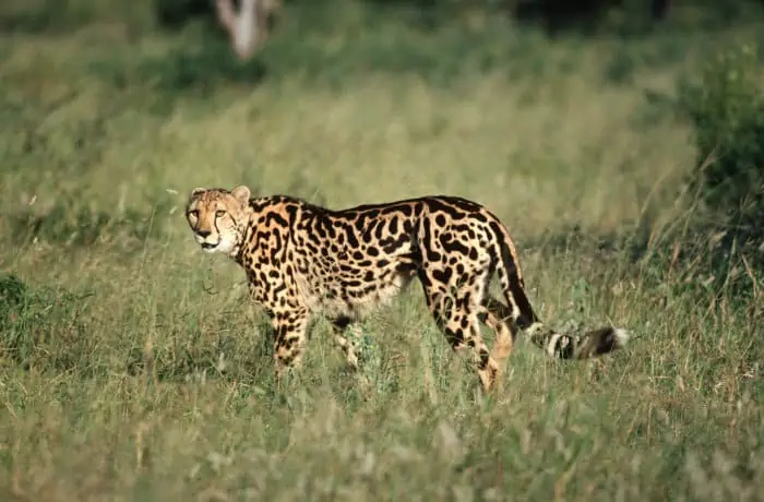 Rare king cheetah in open grasslands, Sabi Sands, South Africa