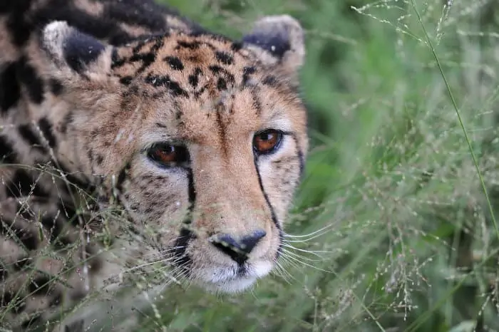 King cheetah head shot close-up