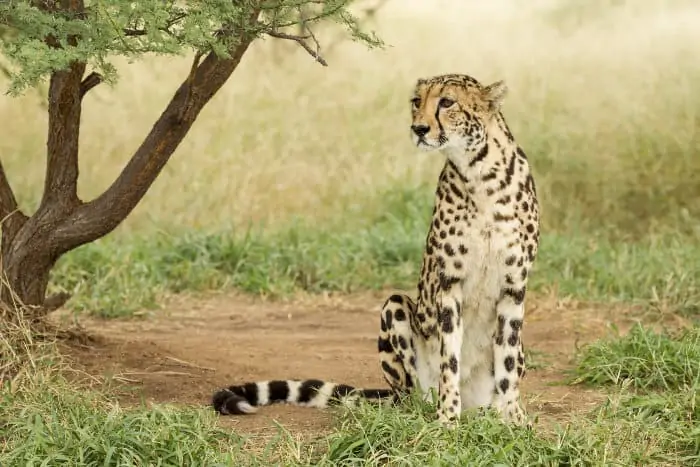 Rare female king cheetah in its natural habitat
