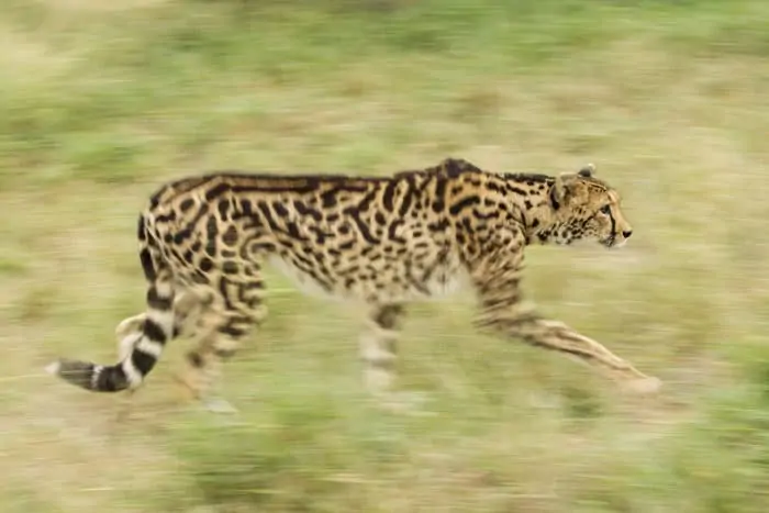 King cheetah on the hunt, against blurred background