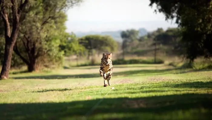 King cheetah running demonstration, at the Ann van Dyk Cheetah Centre near Hartbeespoort Dam