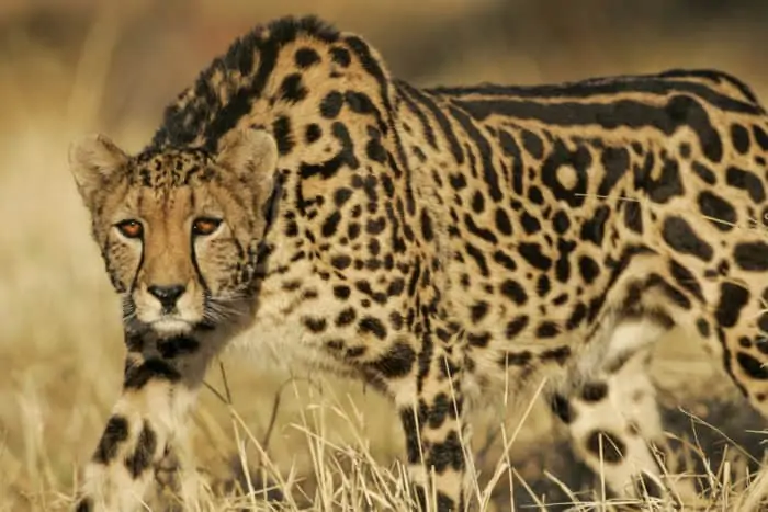 Elusive king cheetah stalking prey in golden hour lighting