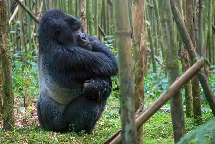 Large silverback mountain gorilla with crossed arms, sitting in a bamboo forest in Rwanda