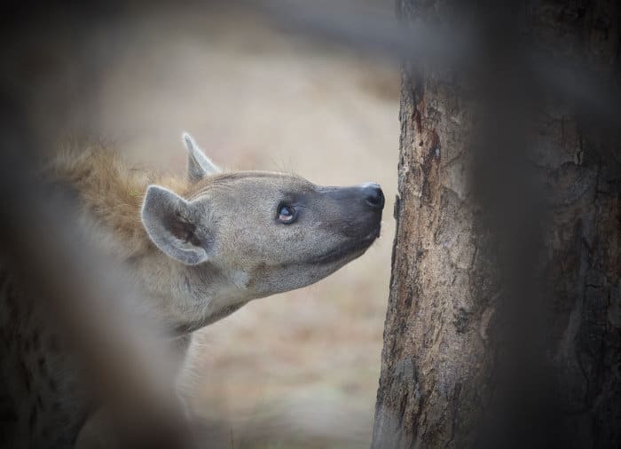 Spotted hyena head shot portrait, looking up a tree