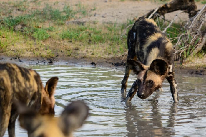 African wild dog playing in water, Sabi Sand