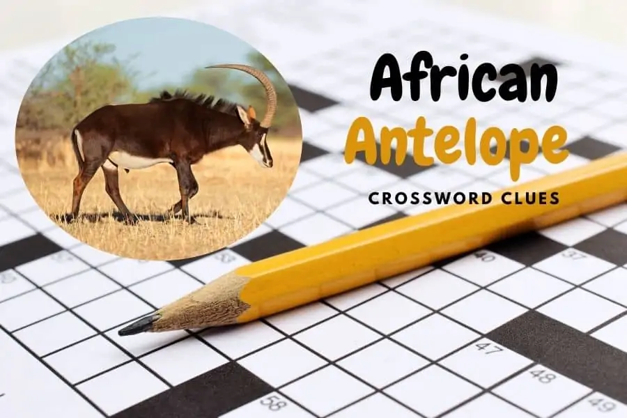 Get clued up on African antelope crossword clue answers