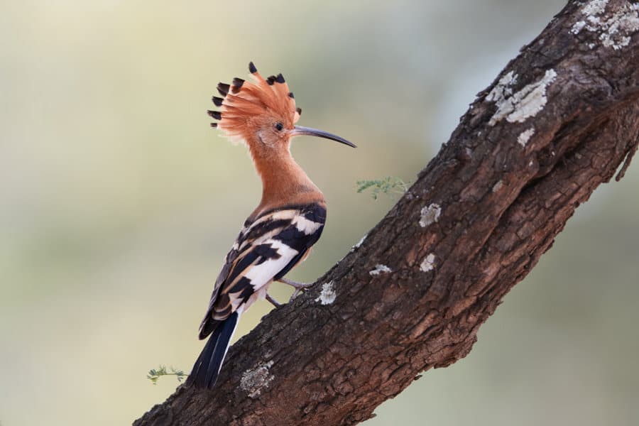 African hoopoe portrait with erected crest, Kgalagadi, South Africa