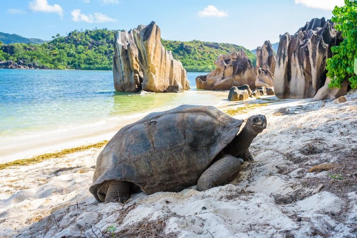 Aldabra giant tortoise on the beach in the Seychelles