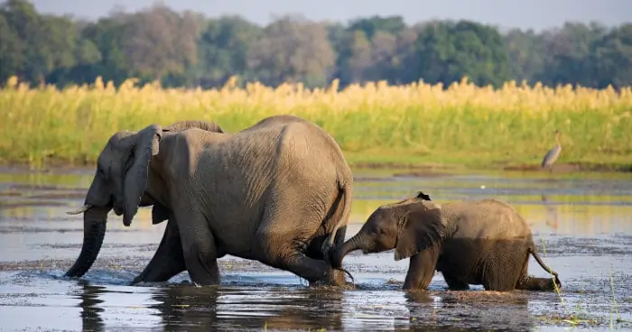 Mom elephant and her baby crossing the Zambezi river in Zambia