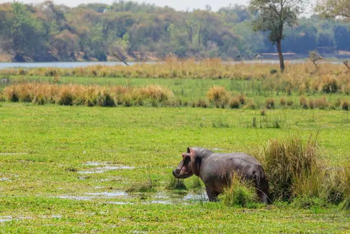 Lone hippo out of the water, grazing, in the Lower Zambezi