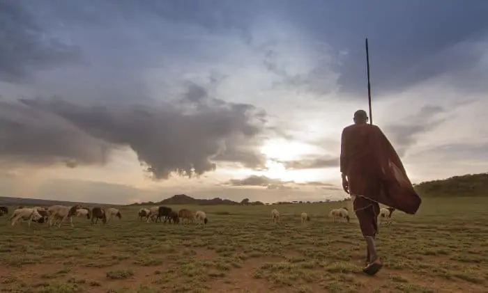 Kenyan Maasai warrior looking after his cattle