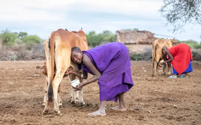 Maasai women milking their cows