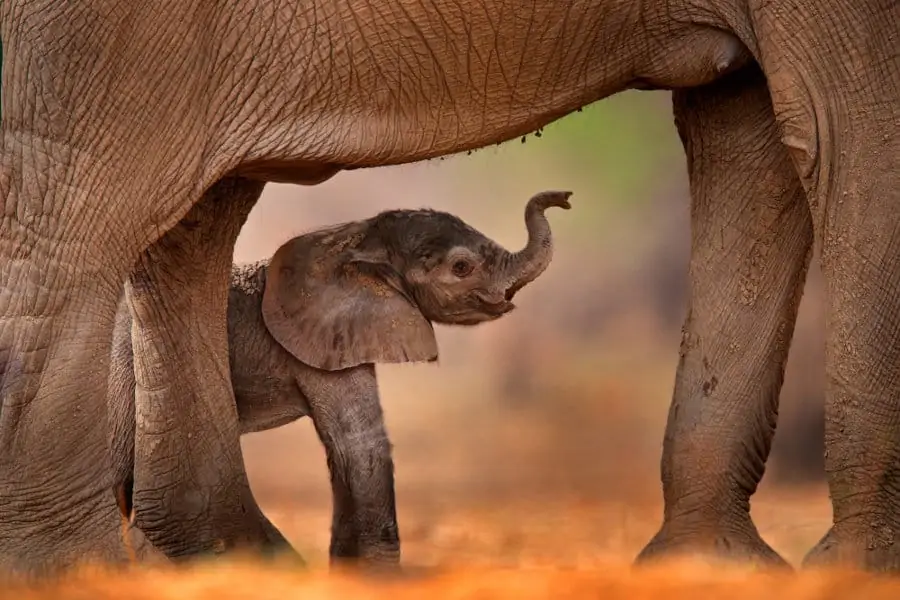Newborn baby African elephant posing under the protective belly of its mother