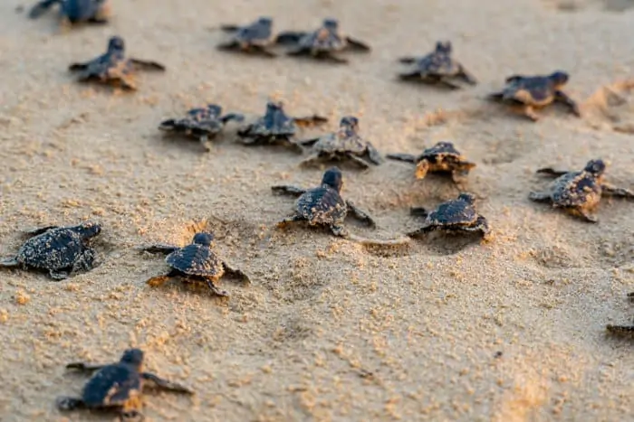 Baby sea turtles racing their way towards the ocean