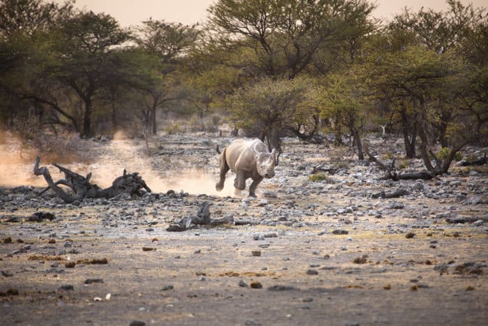 Black rhinoceros running in cloud of dust, Etosha