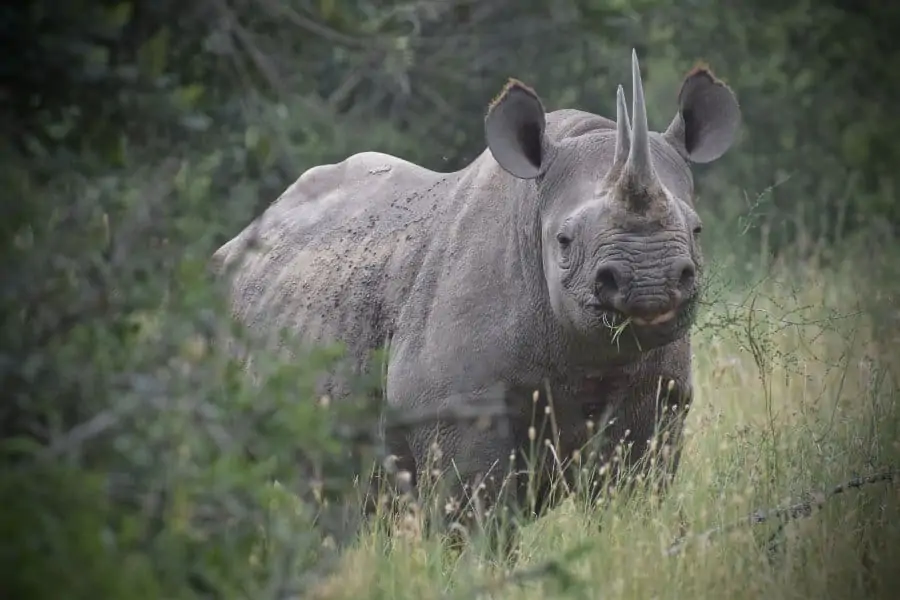 Black rhinoceros portrait in its natural habitat, Lewa, Kenya