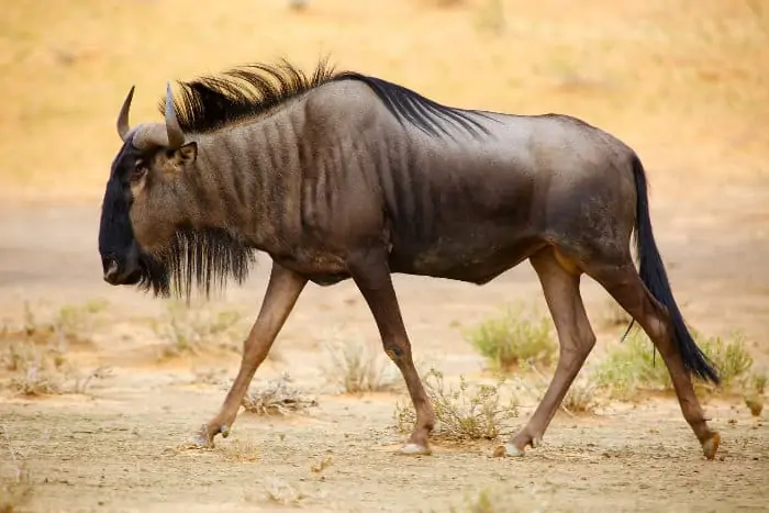 The brindled gnu (blue wildebeest) is one of the most abundant members of the antelope family