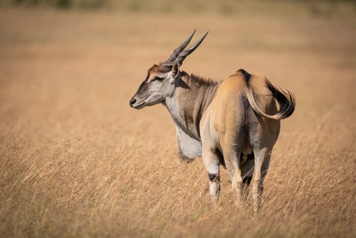 Common eland portrait in long grass