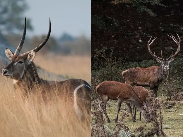 Common waterbuck vs Barbary stag (deer)