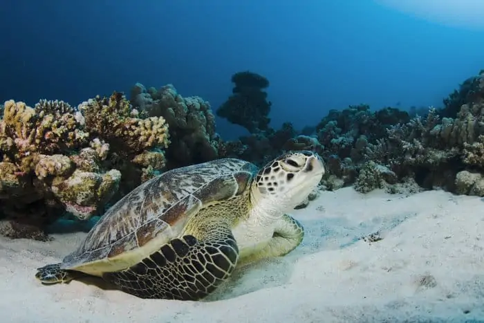 Green sea turtle at the bottom of the sea, Red Sea, Egypt