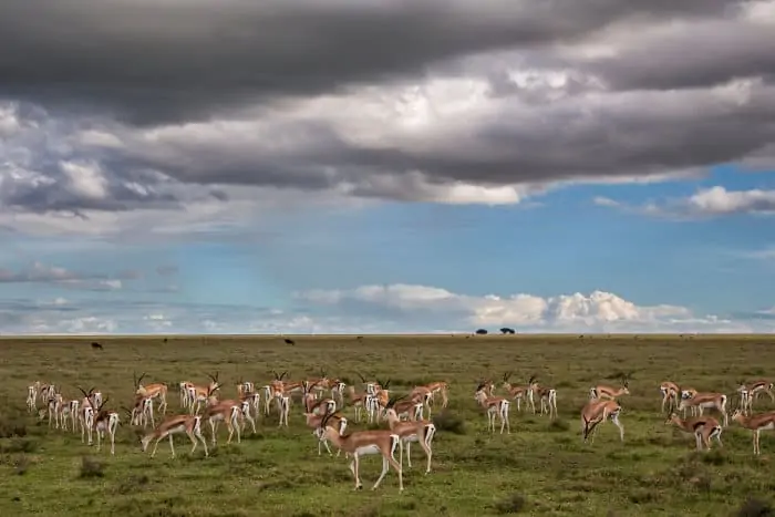 Herd of Grant's gazelle with thunderstorm approaching in the background