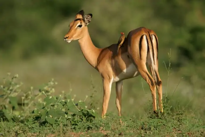 Female impala with red-billed oxpecker on its back, Kruger National Park