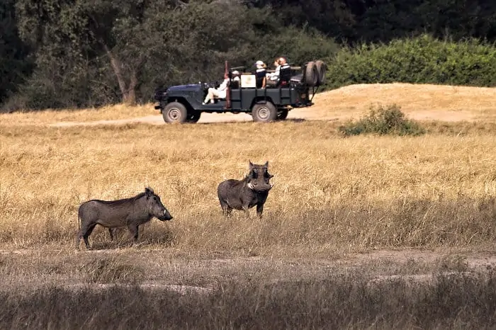 Safari jeep and warthogs in the Lower Zambezi National Park, Zambia