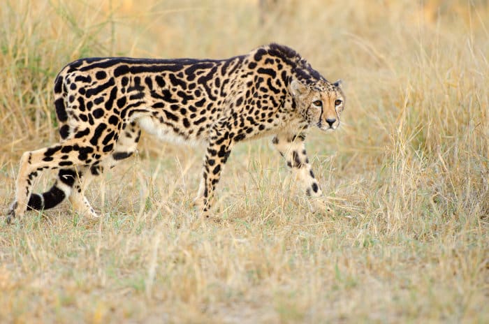 Elusive king cheetah on the prowl, South Africa