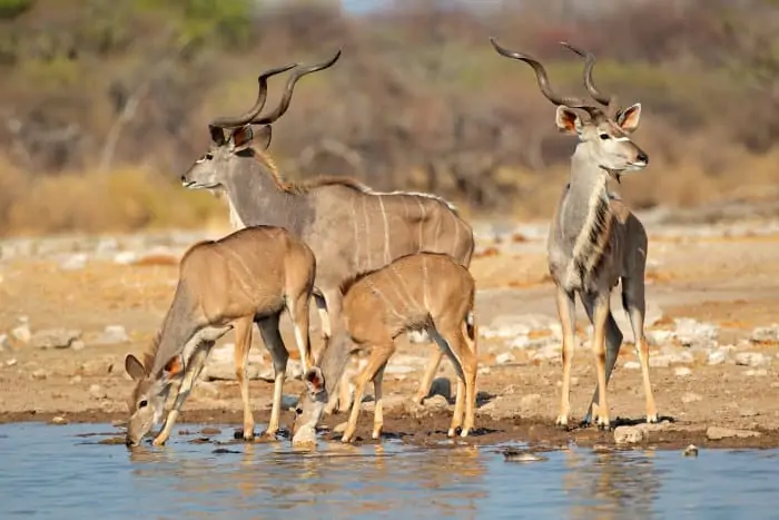 Family of greater kudu drinking at a local waterhole in Etosha, Namibia