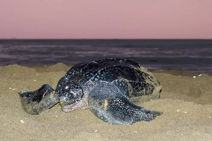 Leatherback sea turtle laying her eggs on the beach, in the Caribbean