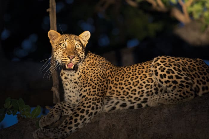 Spotting an elusive leopard at night is always a special safari treat