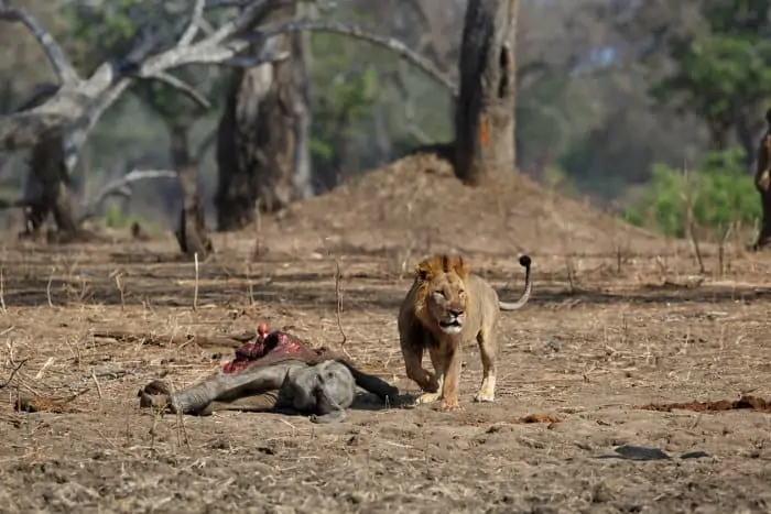 Male lion with freshly killed elephant calf, Mana Pools National Park, Zimbabwe