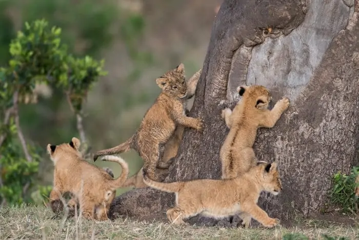 Cute lion cubs trying to climb a tree, Masai Mara