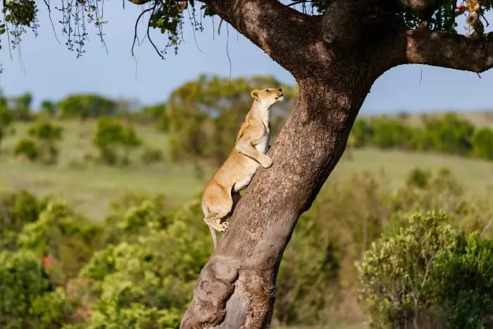 Lioness climbing up a tree in the Masai Mara, Kenya