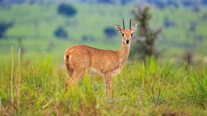 Male oribi in Murchison Falls National Park, Uganda