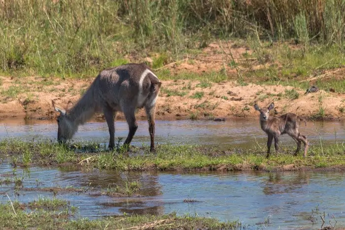 Mom and cute baby waterbuck by the river, South Africa