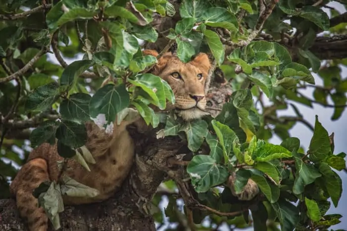 Lion cub in a tree, Ishasha sector, Queen Elizabeth National Park