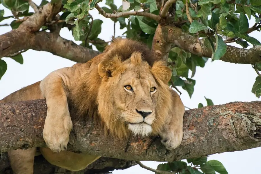 Tree-climbing lion portrait in the Ishasha sector, Queen Elizabeth National Park, Uganda