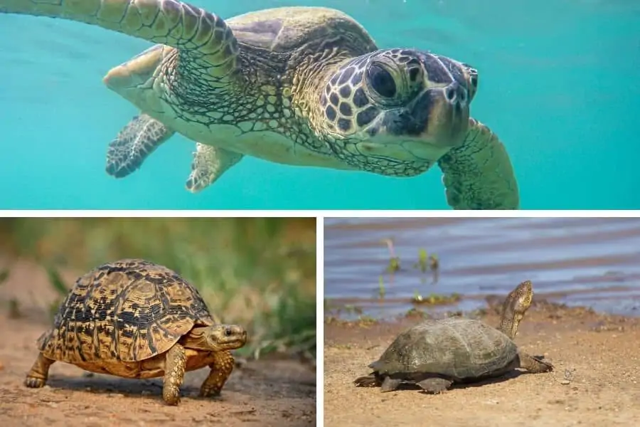 How to tell the difference between a turtle and a tortoise (and a terrapin)