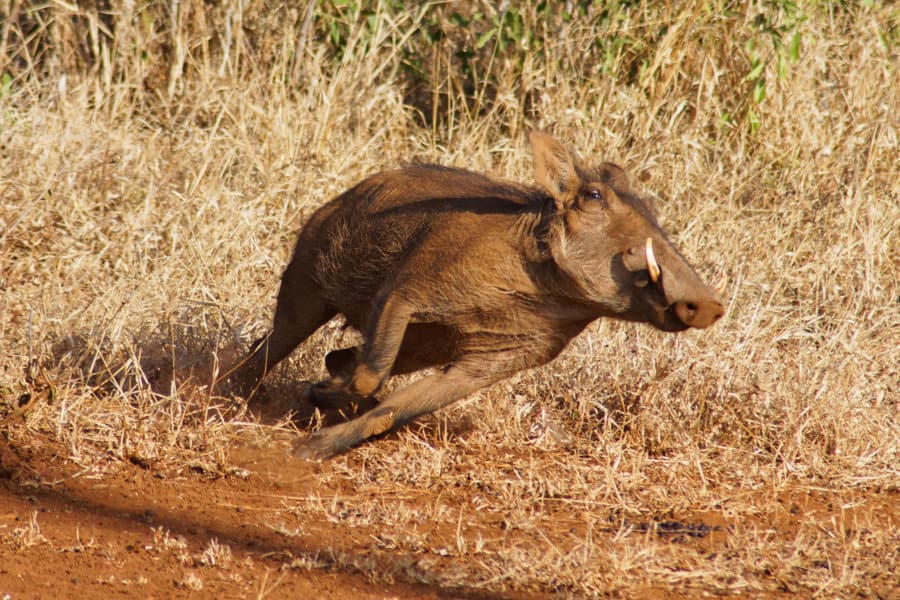 How Fast Can A Warthog Run Top Speed Other Interesting Facts