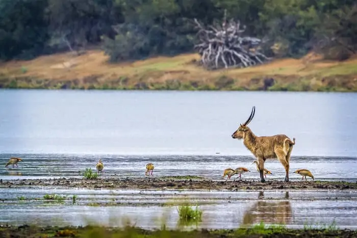 Lone male waterbuck mingling with Egyptian geese
