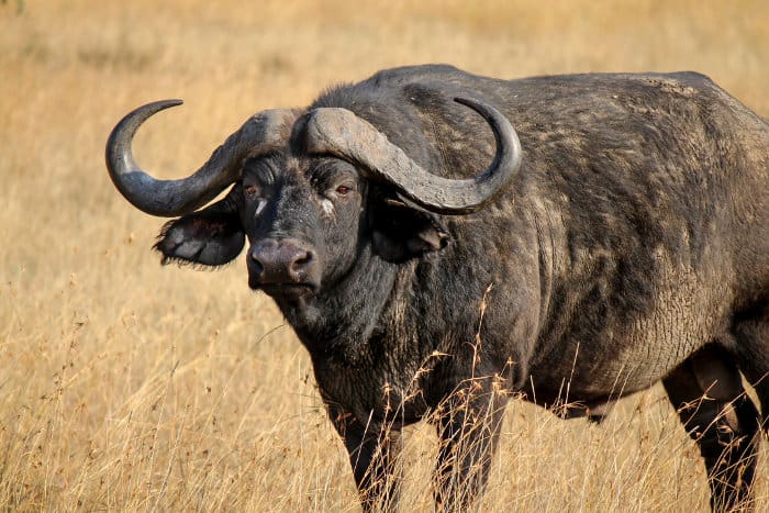 African buffalo portrait - Syncerus caffer