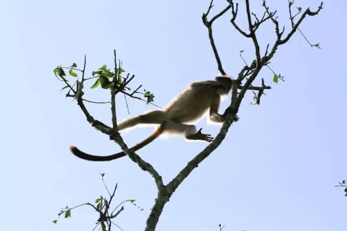 Ashy red colobus monkey leaping in Kibale Forest National Park, Uganda