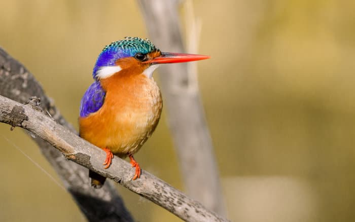 Malachite kingfisher (Corythornis cristatus) sitting on a branch, Cape Town